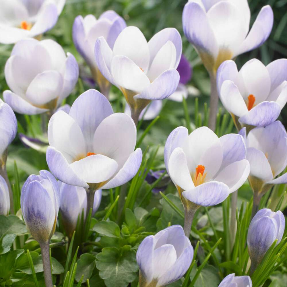 Krokus 'Blue Pearl'